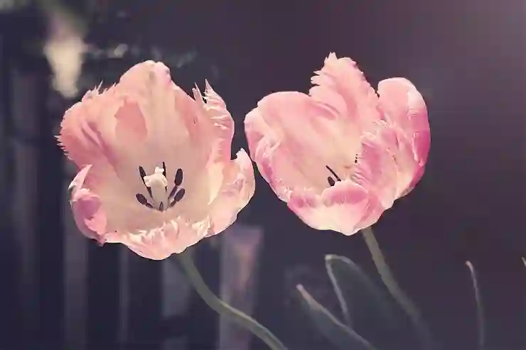 카카오톡 톡서랍 플러스 구독 방법: 웹에서 저렴하게