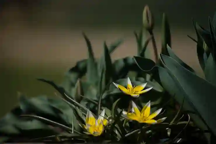 카카오뱅크 체크카드 캐시백 프로모션 시즌10 완벽 가이드