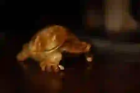 동영상 gif 움짤 만들기는 곰플레이어로 뚝딱 해결
